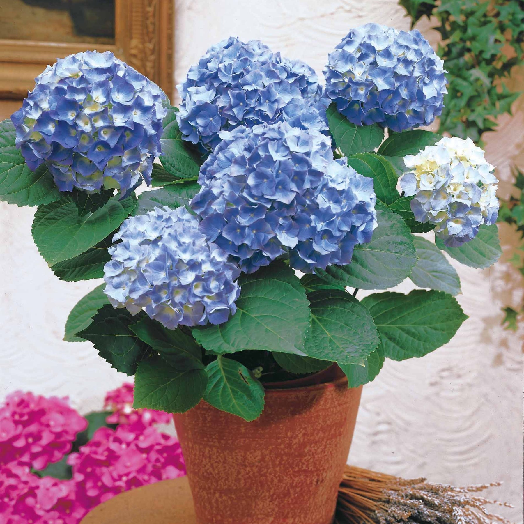 Hortensia à grandes feuilles - Hortensia bleu - Hydrangea macrophylla