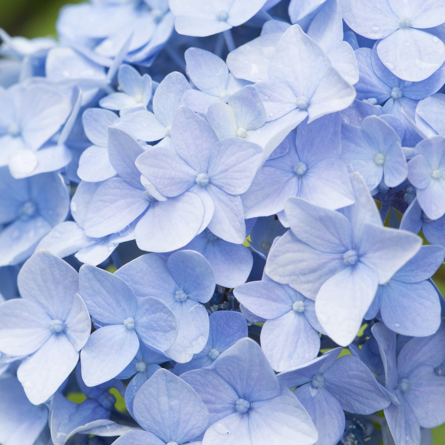 Vente Hortensia bleu - Hydrangea macrophylla