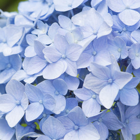 Vente Hortensia bleu - Hydrangea macrophylla
