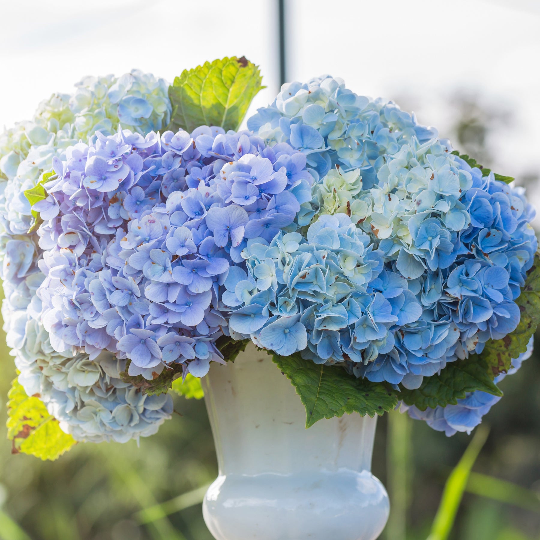 Hydrangea macrophylla - Hortensia bleu - Hortensia à grandes feuilles