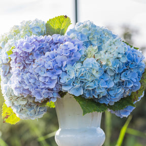 Hydrangea macrophylla - Hortensia bleu - Hortensia à grandes feuilles