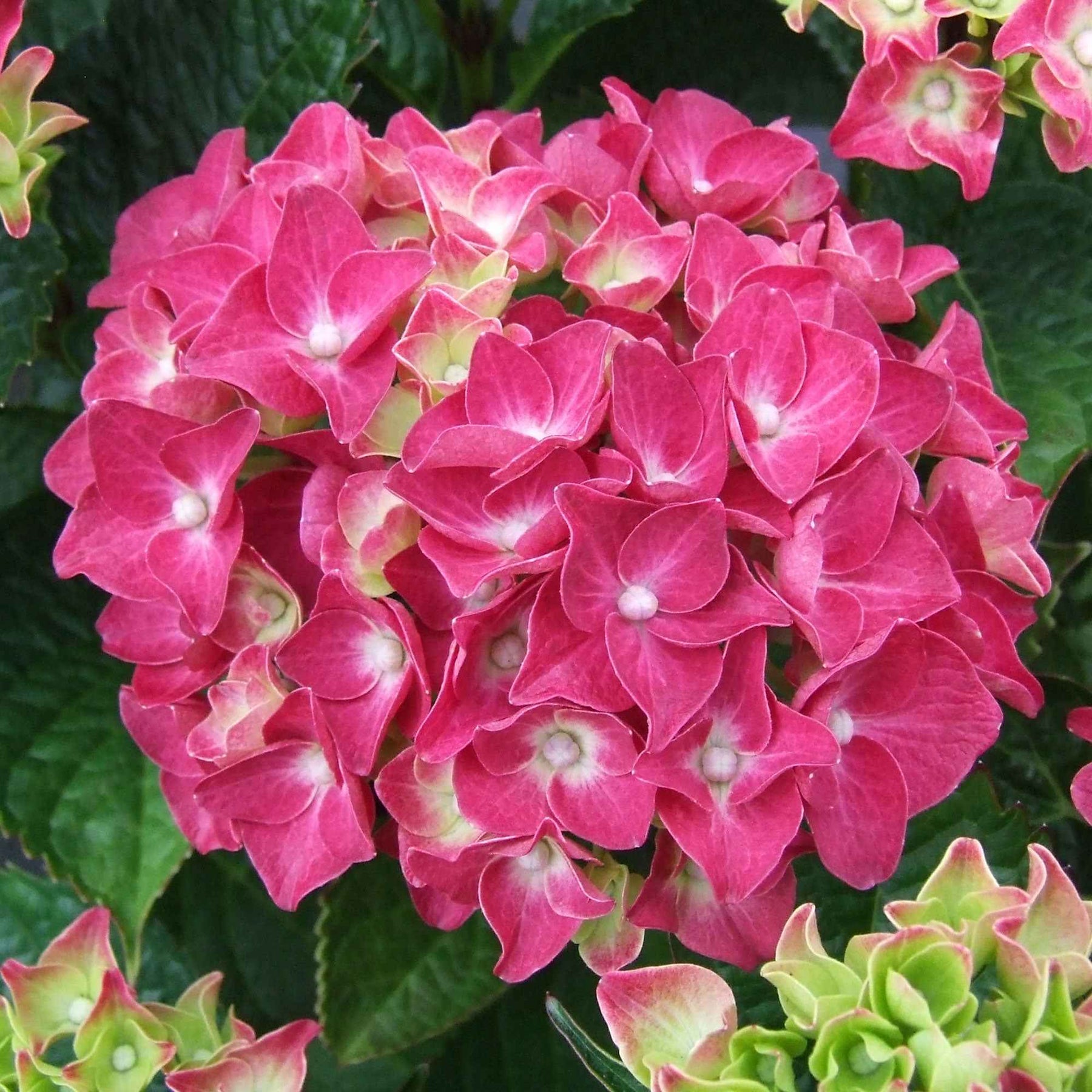 Hydrangea macrophylla - Hortensia rose - Hortensia à grandes feuilles