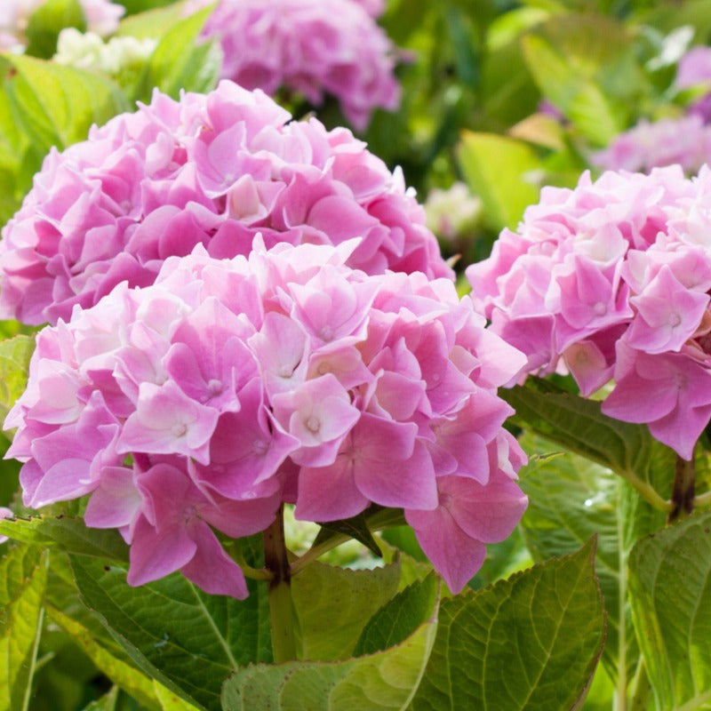 Hydrangea macrophylla - Collection de 3 Hortensias : rouge, bleu, rose - Hortensia à grandes feuilles