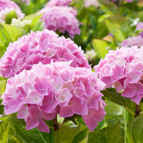 Hortensia rose - Willemse
