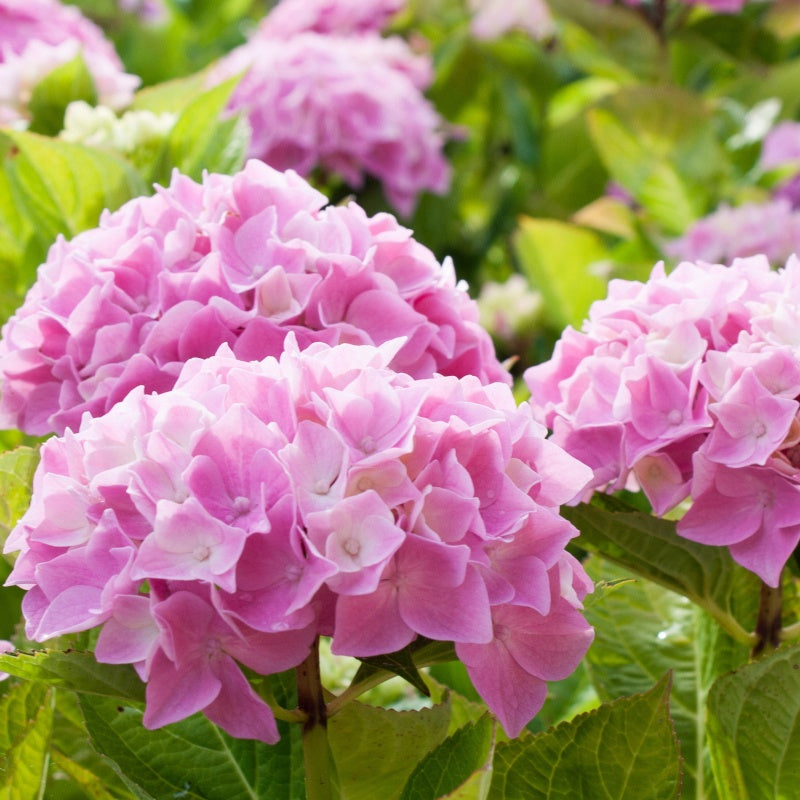 Hortensia rose - Willemse