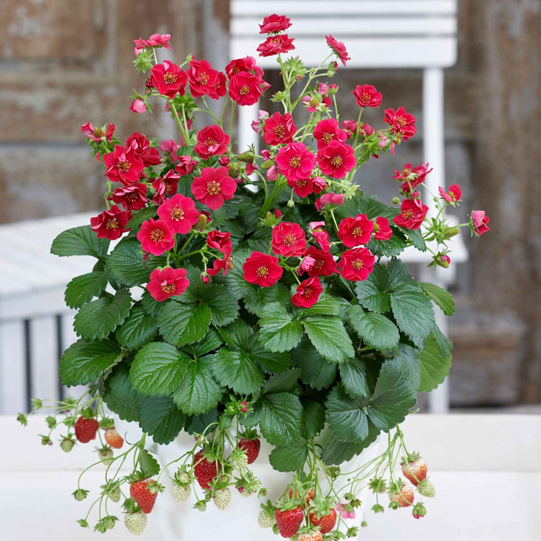 Fragaria summer breeze®  rose - 3 Fraisiers Summer Breeze - Fraisiers