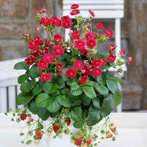 Fragaria summer breeze®  rose - 3 Fraisiers Summer Breeze - Fraisiers