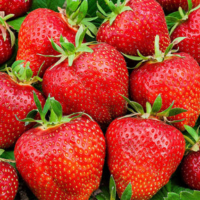 Fraisiers - 3 Fraisiers Summer Breeze - Fragaria summer breeze®  rose