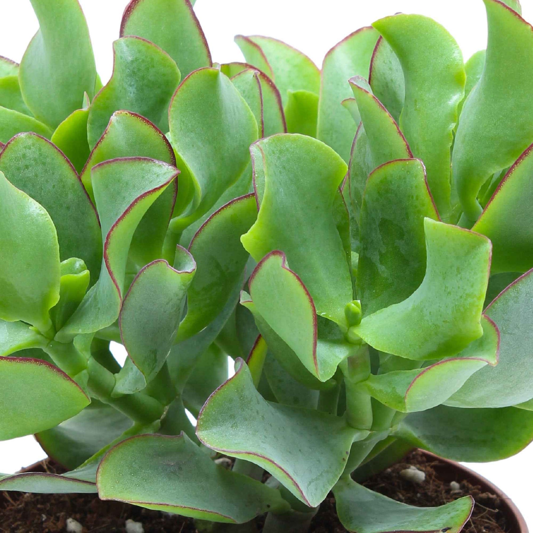 Crassula Arborescens 'Curly Green' - Crassula arborescens Curly Green - Willemse