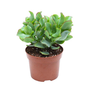 Crassula - Crassula Arborescens 'Curly Green' - Crassula arborescens Curly Green