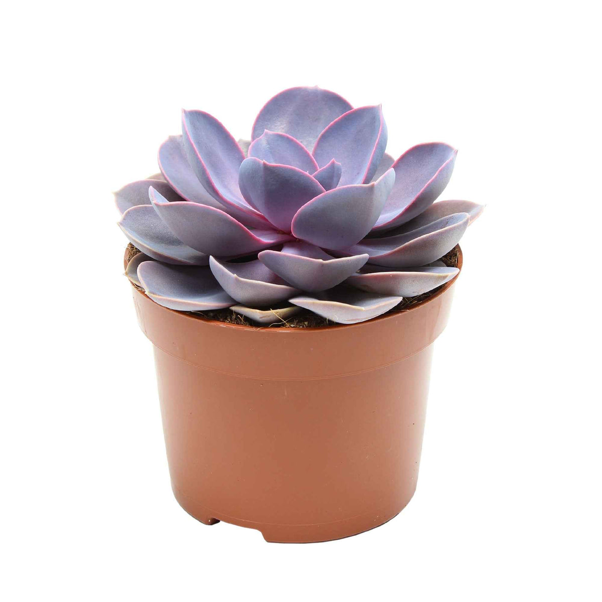 Echeveria 'Purple Pearl' - Echeveria gibbi.'purple pearl' - Plantes