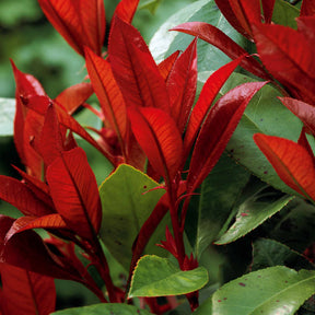 Photinia fraseri Red Robin - Photinia Red Robin - Photinia