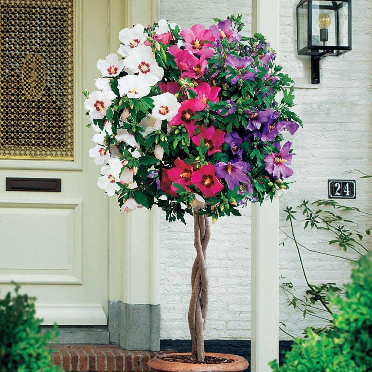 Hibiscus tricolore sur tige - Hibiscus syriacus - Willemse