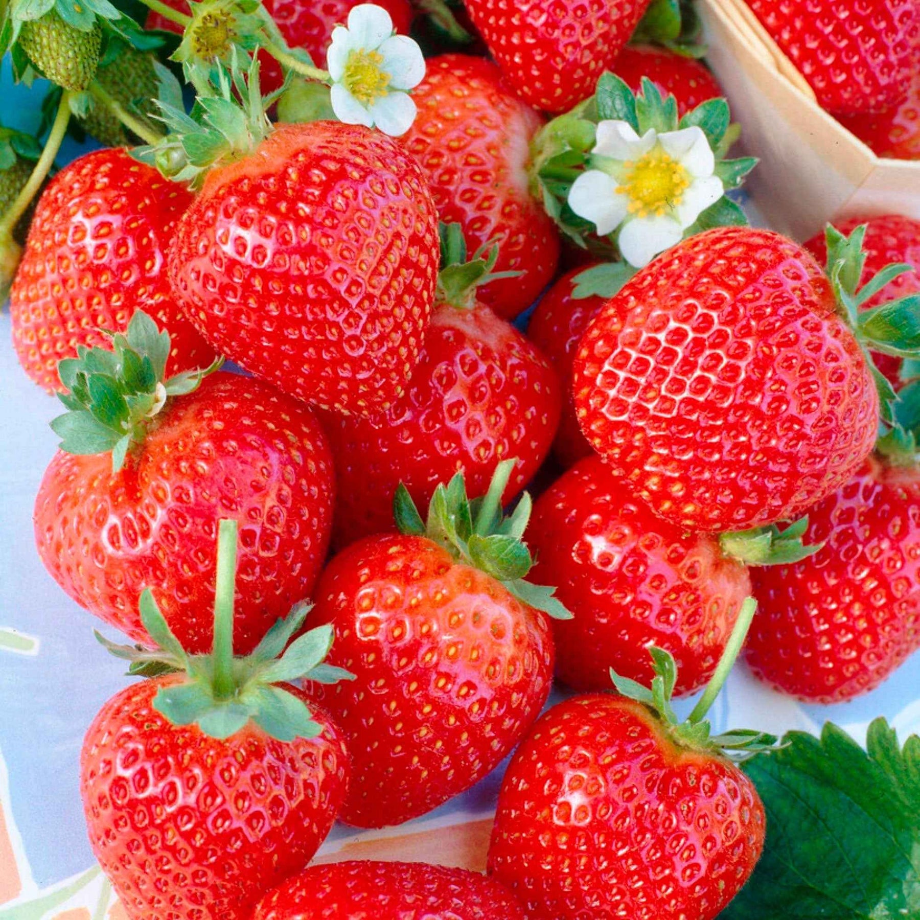 Fragaria 'maestro', 'maxim', 'mariguette' - Collection de 60 fraisiers à récoltes échelonnées - Fraisiers