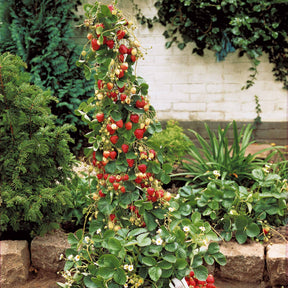 Fragaria x ananassa Mount Everest - Fraisier grimpant et remontants Mount Everest - Fraisiers