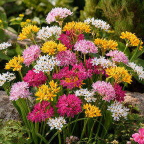25 Alliums décoratifs en mélange - Willemse