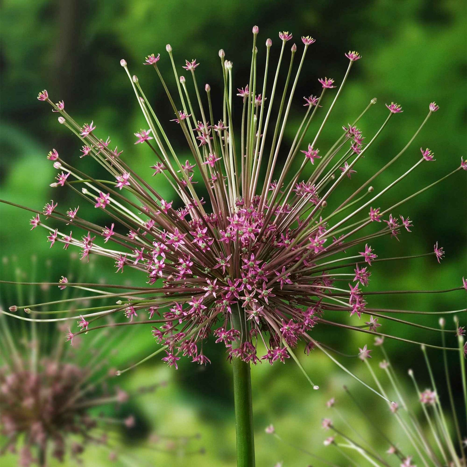Allium schubertii - 5 Alliums Schubertii - Allium