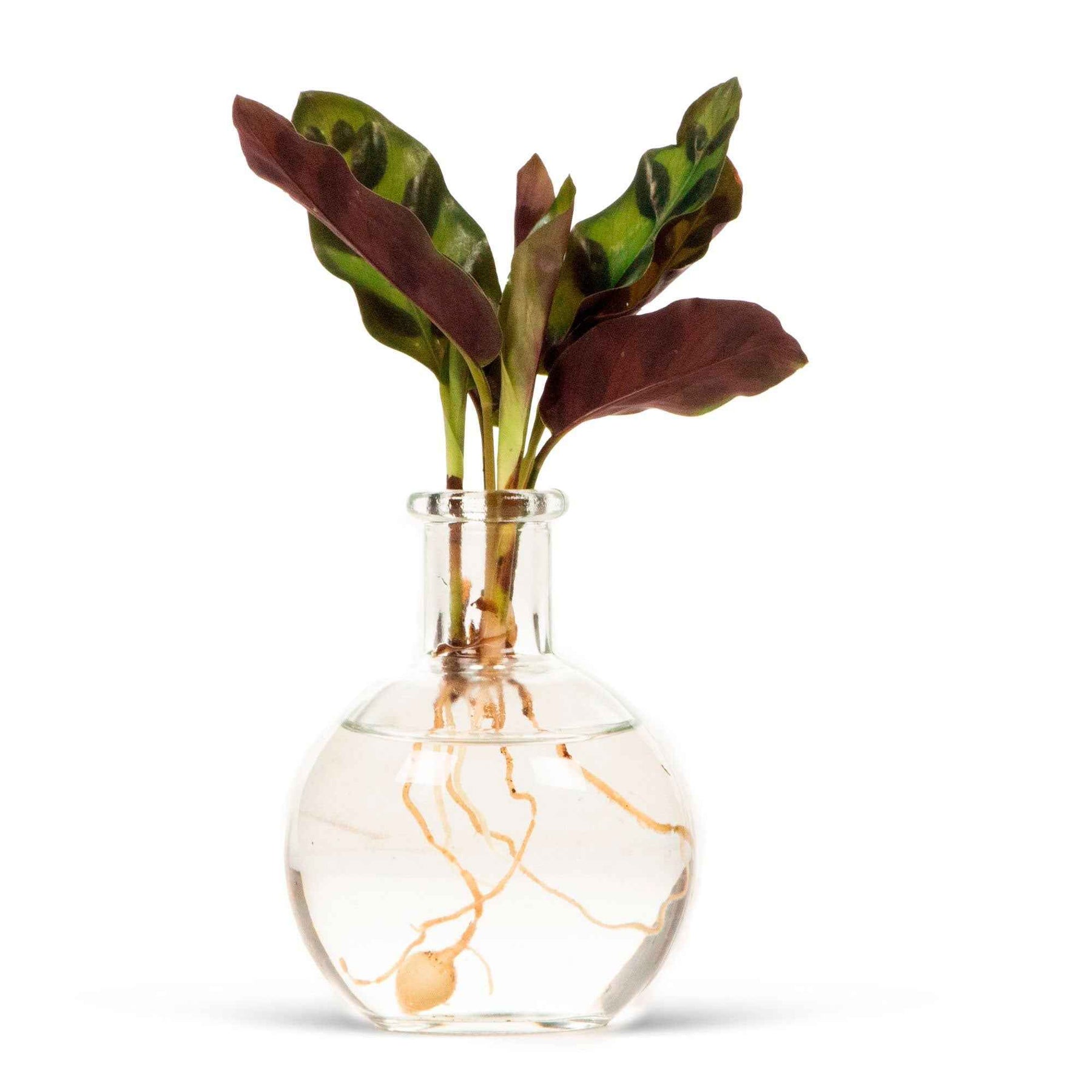  - Vase P7 - Collections de plantes d'intérieur