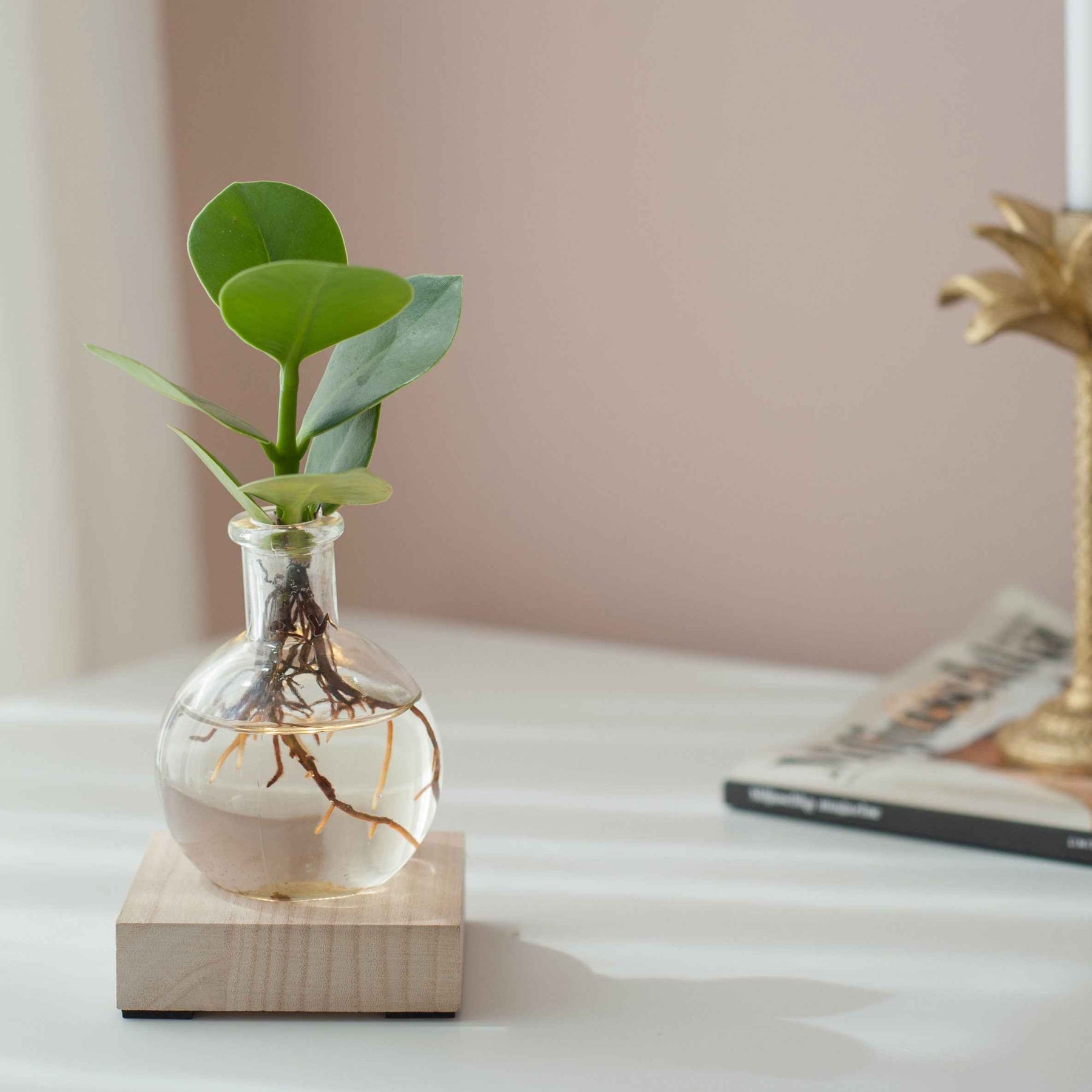 Hydro - Clusia Samoa et son vase avec LED - Clusia samoa