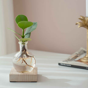 Hydro - Clusia Samoa et son vase avec LED - Clusia samoa
