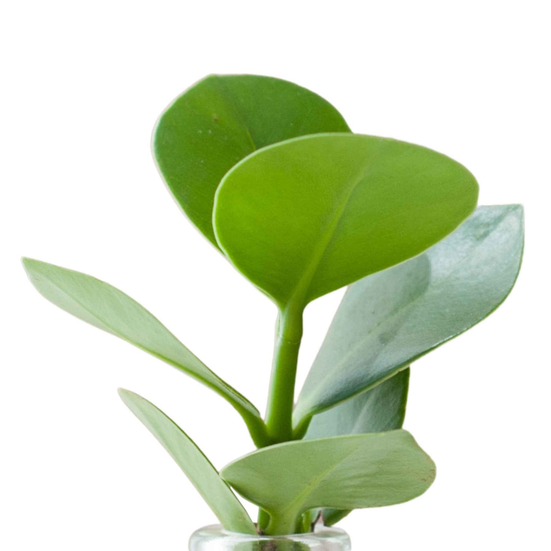 Clusia samoa - Clusia Samoa et son vase avec LED - Hydro