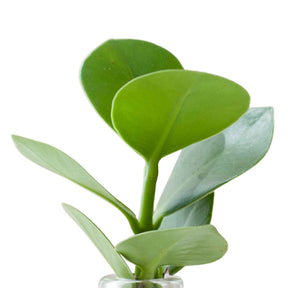 Clusia samoa - Clusia Samoa et son vase avec LED - Hydro