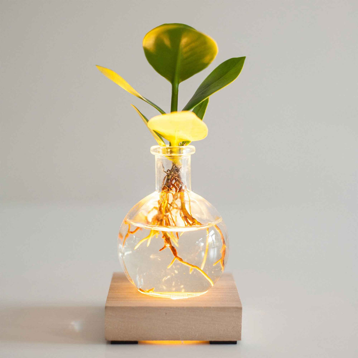 Clusia Samoa et son vase avec LED - Willemse