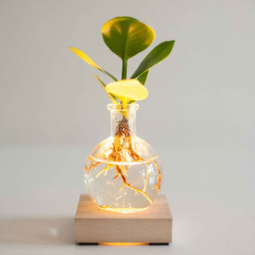 Clusia Samoa et son vase avec LED - Willemse