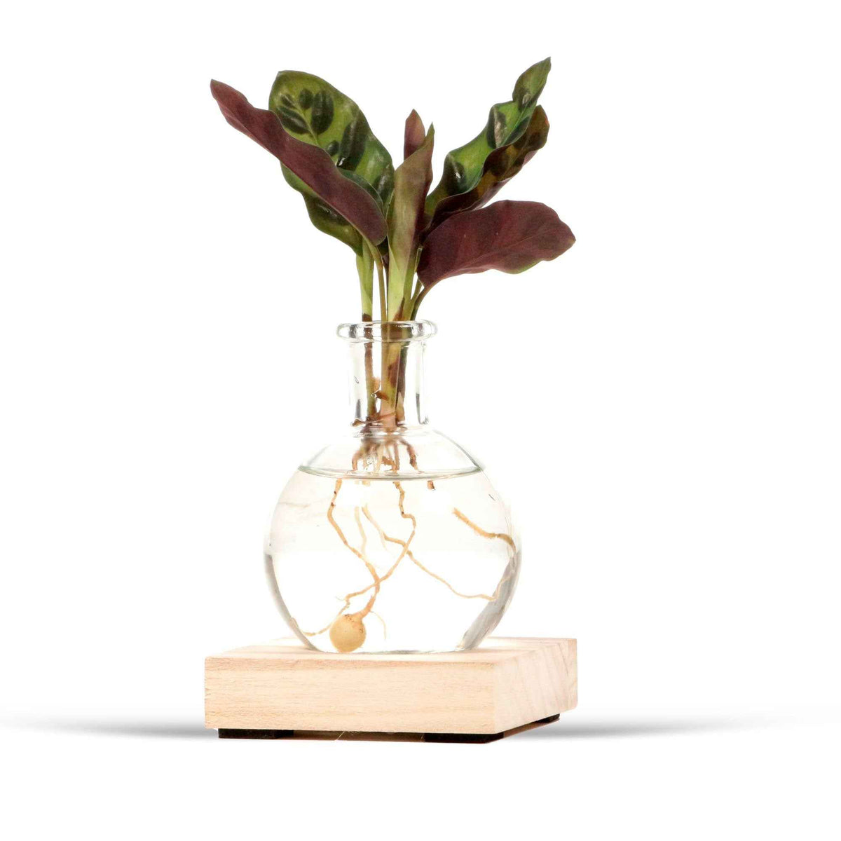 Calathea Insignis et son vase avec LED - Willemse
