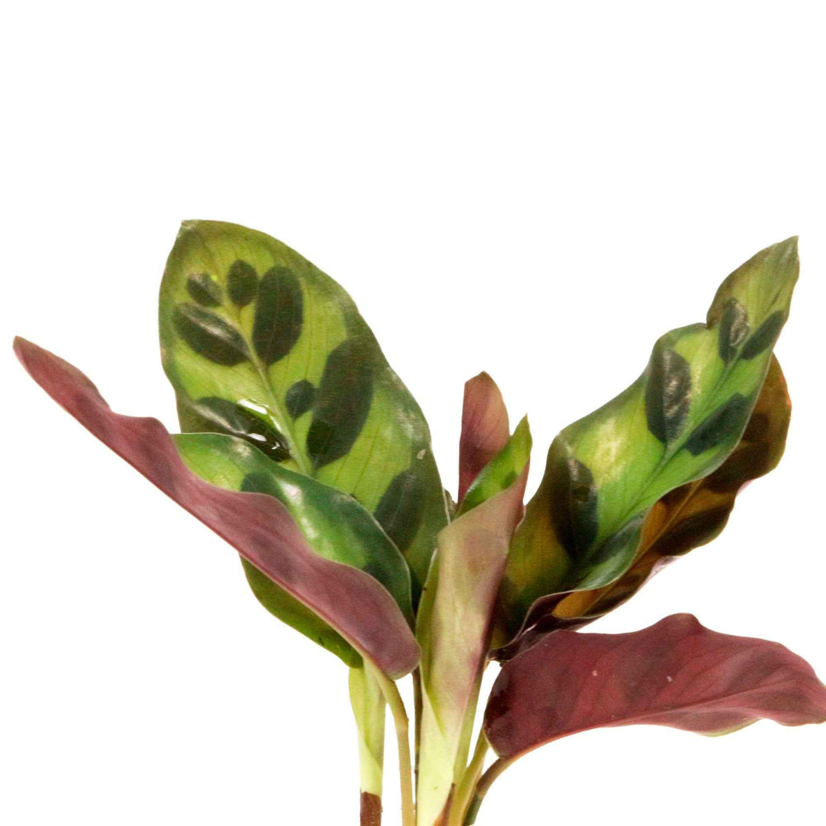 Calathea Insignis et son vase avec LED - Calathea insignis - Willemse