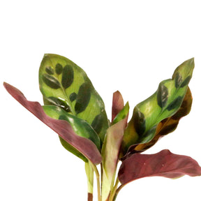 Calathea Insignis et son vase avec LED - Calathea insignis - Willemse