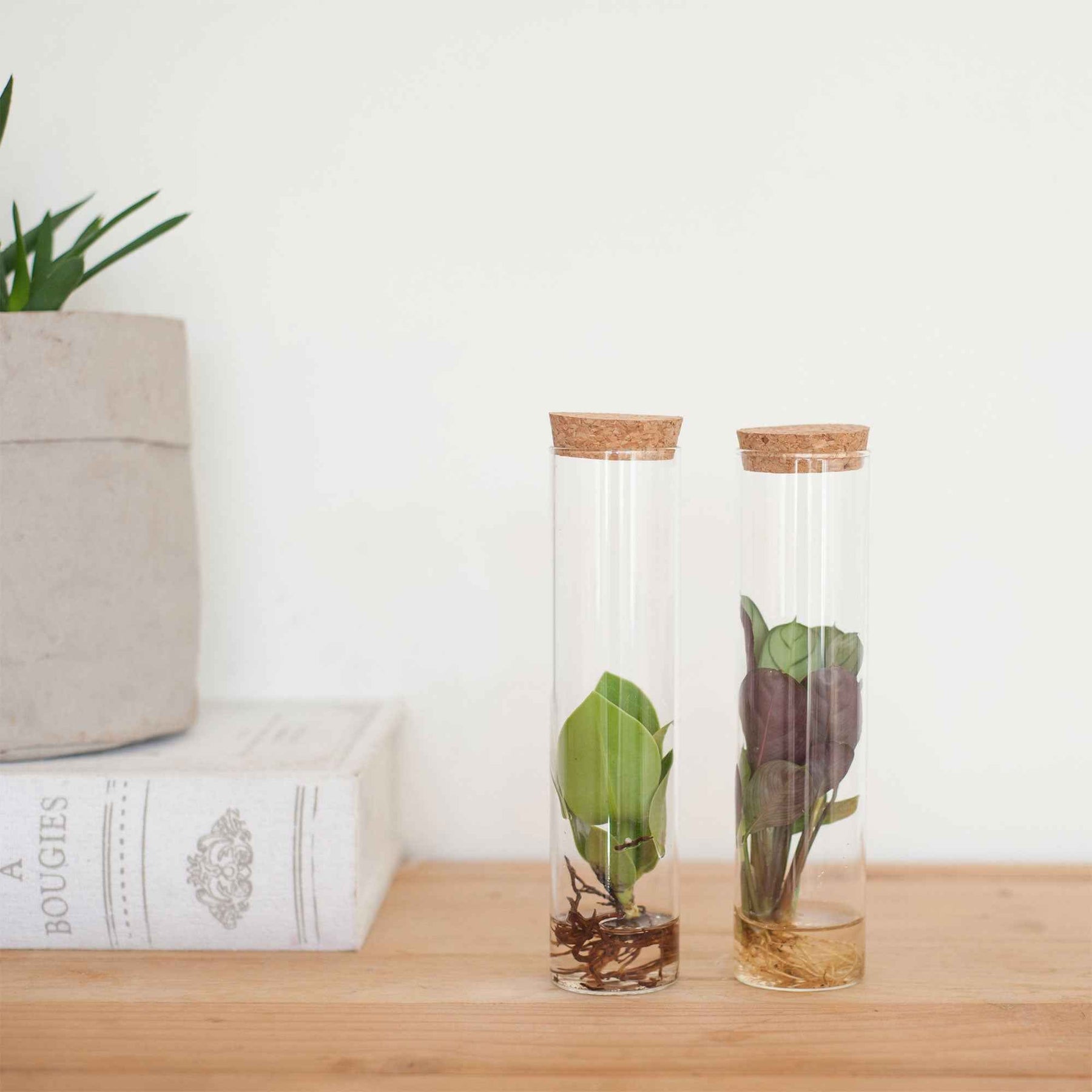 2 plantes hydroponiques en mélange + 2 tubes en verre - Stekmix Tube glas 2st - Plantes