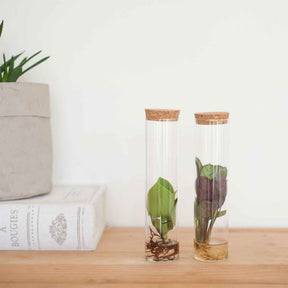 2 plantes hydroponiques en mélange + 2 tubes en verre - Stekmix Tube glas 2st - Plantes