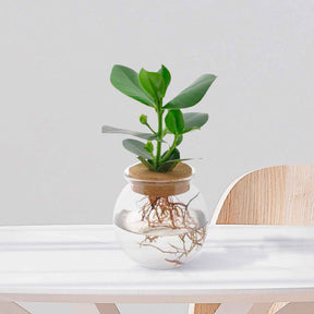 2 Clusias Met + Ampoules vases - Clusia - Plantes