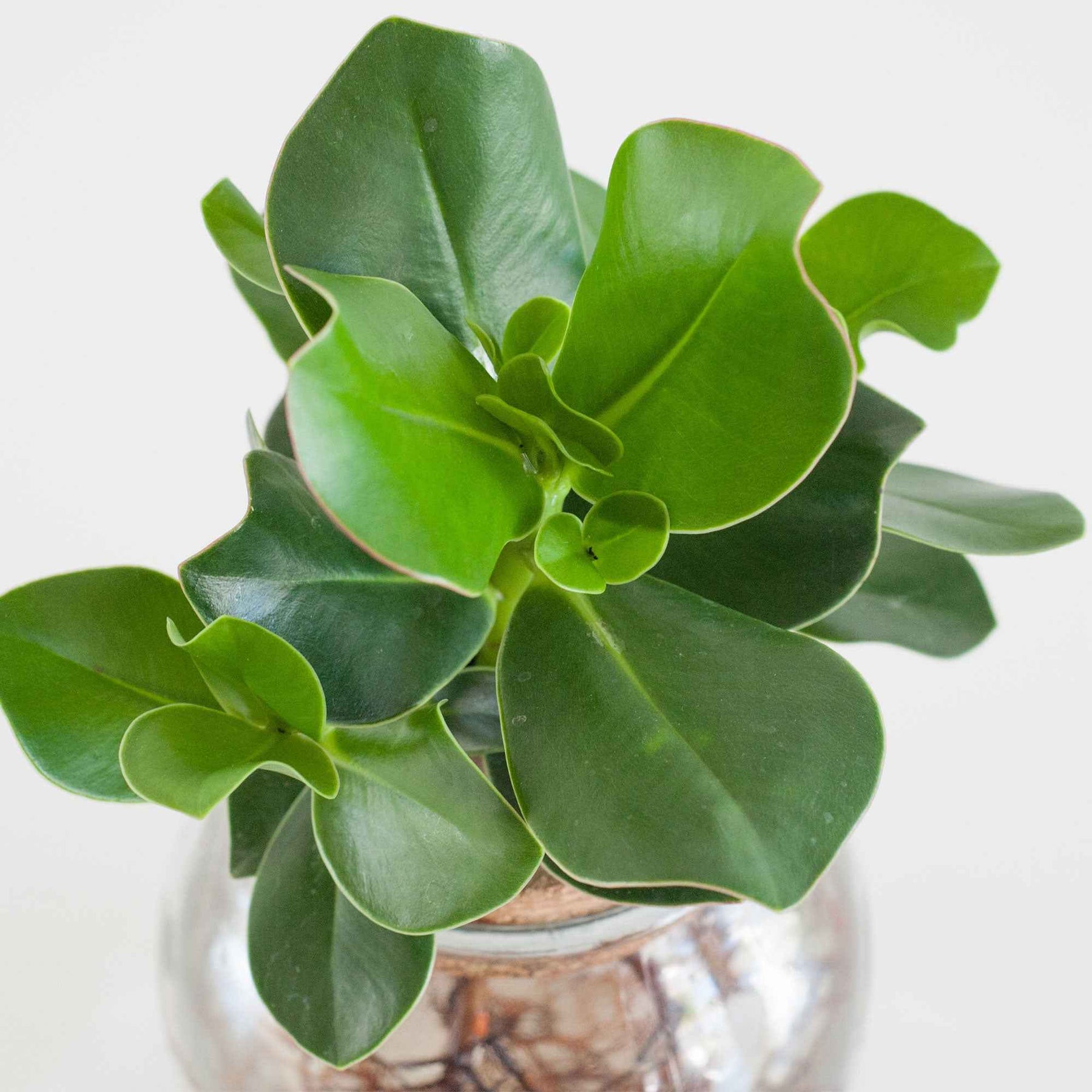 Clusia - Clusia Met et son Ampoule vase - Hydro