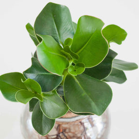 Clusia - Clusia Met et son Ampoule vase - Hydro
