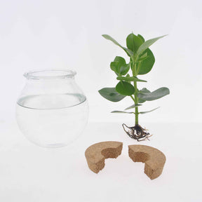 Syngonium - Syngonium et son ampoule vase - Hydro