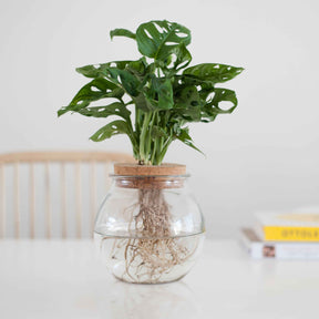 Monstera - Monstera 25/35 - Collections de plantes d'intérieur