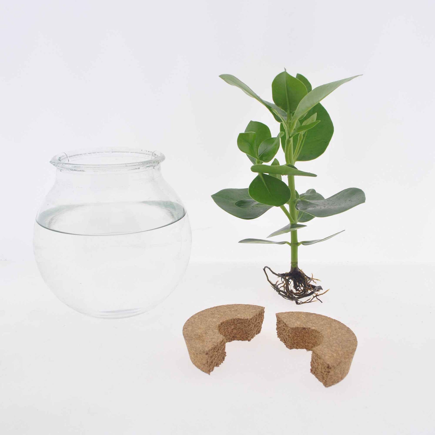 Monstera - Monstera et son ampoule vase - Hydro
