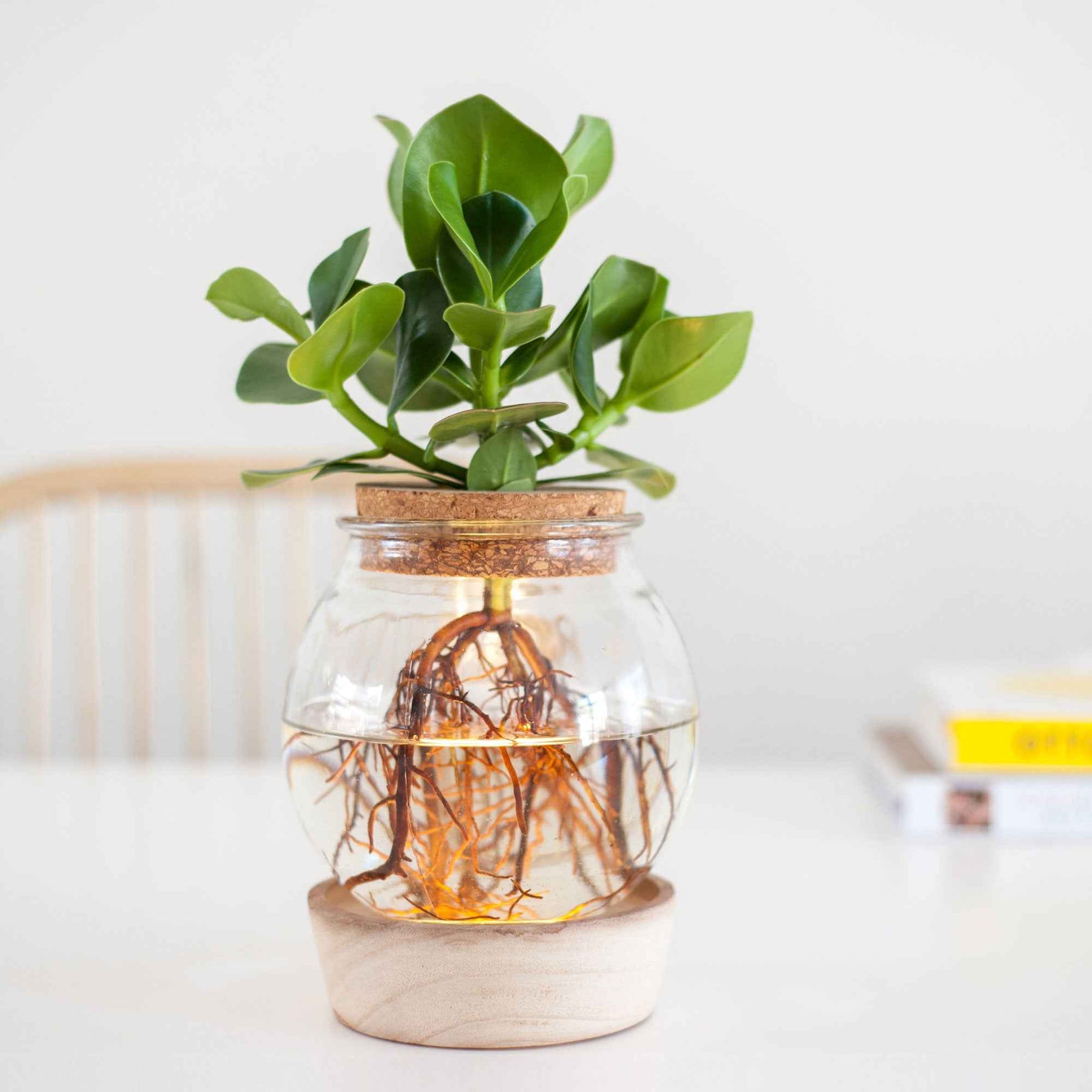 Hydro - Clusia Met et son ampoule vase avec LED - Clusia