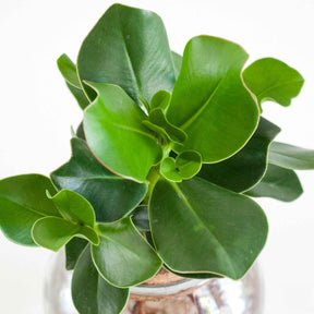 Clusia - Clusia 25/35 - Collections de plantes d'intérieur