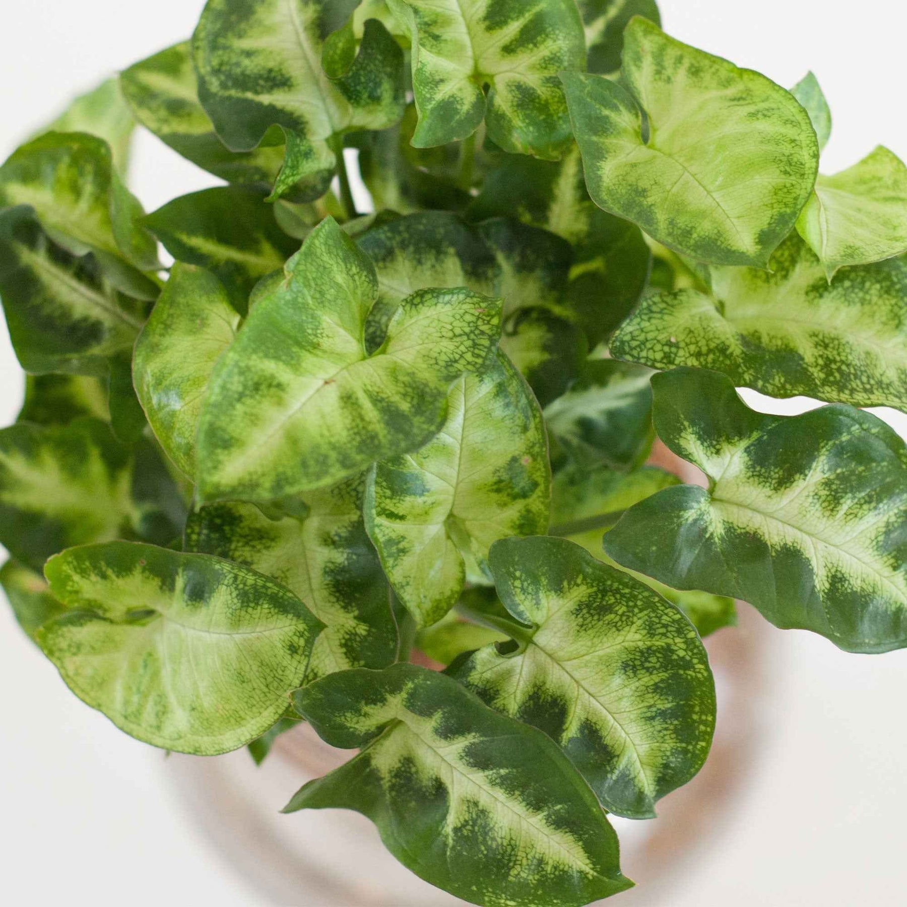 Syngonium - Syngonium et son ampoule vase avec LED - Hydro