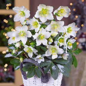 Hellébores - Hellébore Rose de Noël - Helleborus niger
