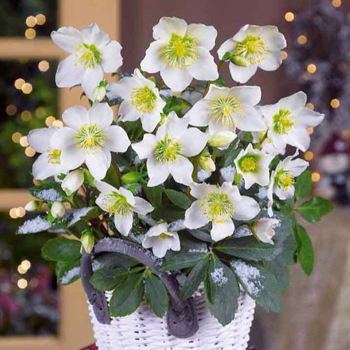 Hellébores - Hellébore Rose de Noël - Helleborus niger