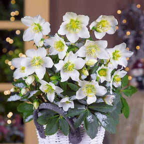 Vente Héllébore de Noel et son pot de Noël