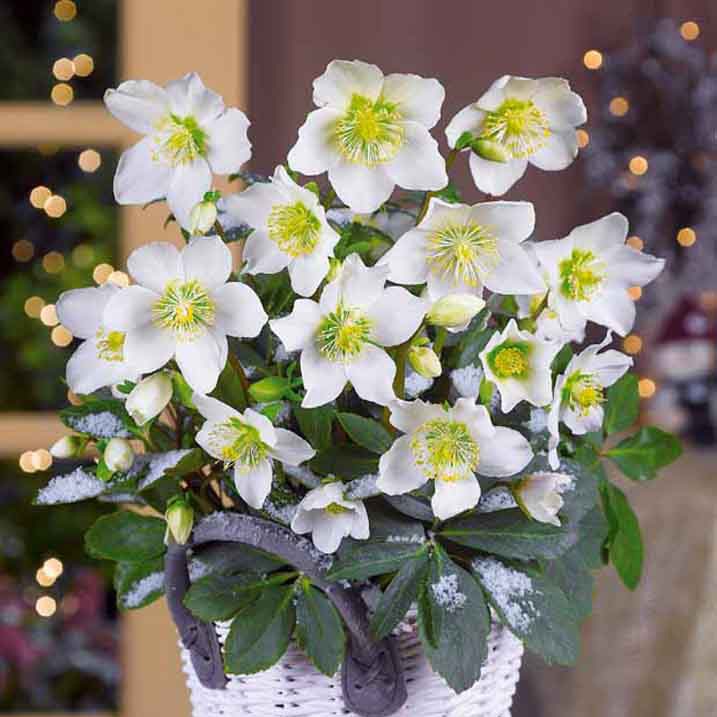 Vente Héllébore de Noel et son pot de Noël