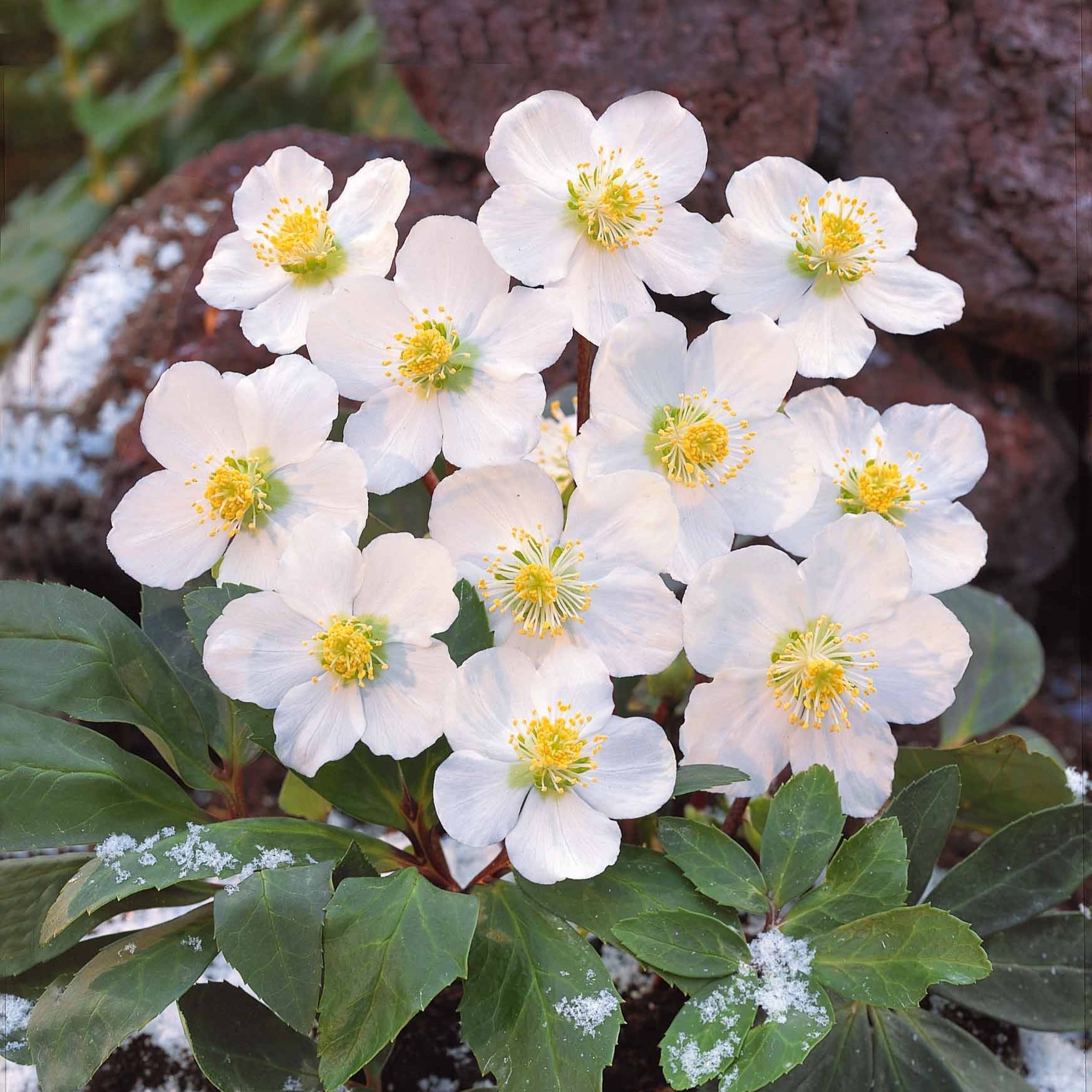 Hellébore Rose de Noël - Helleborus niger - Willemse