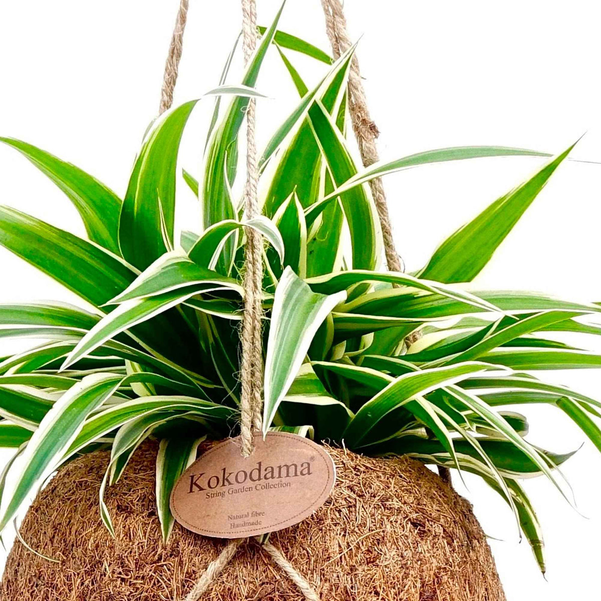 Chlorophytum et son pot en fibre de noix de coco - Chlorophytum - Willemse