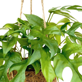 Monstera minima et son pot en fibre de noix de coco - Monstera minima - Willemse