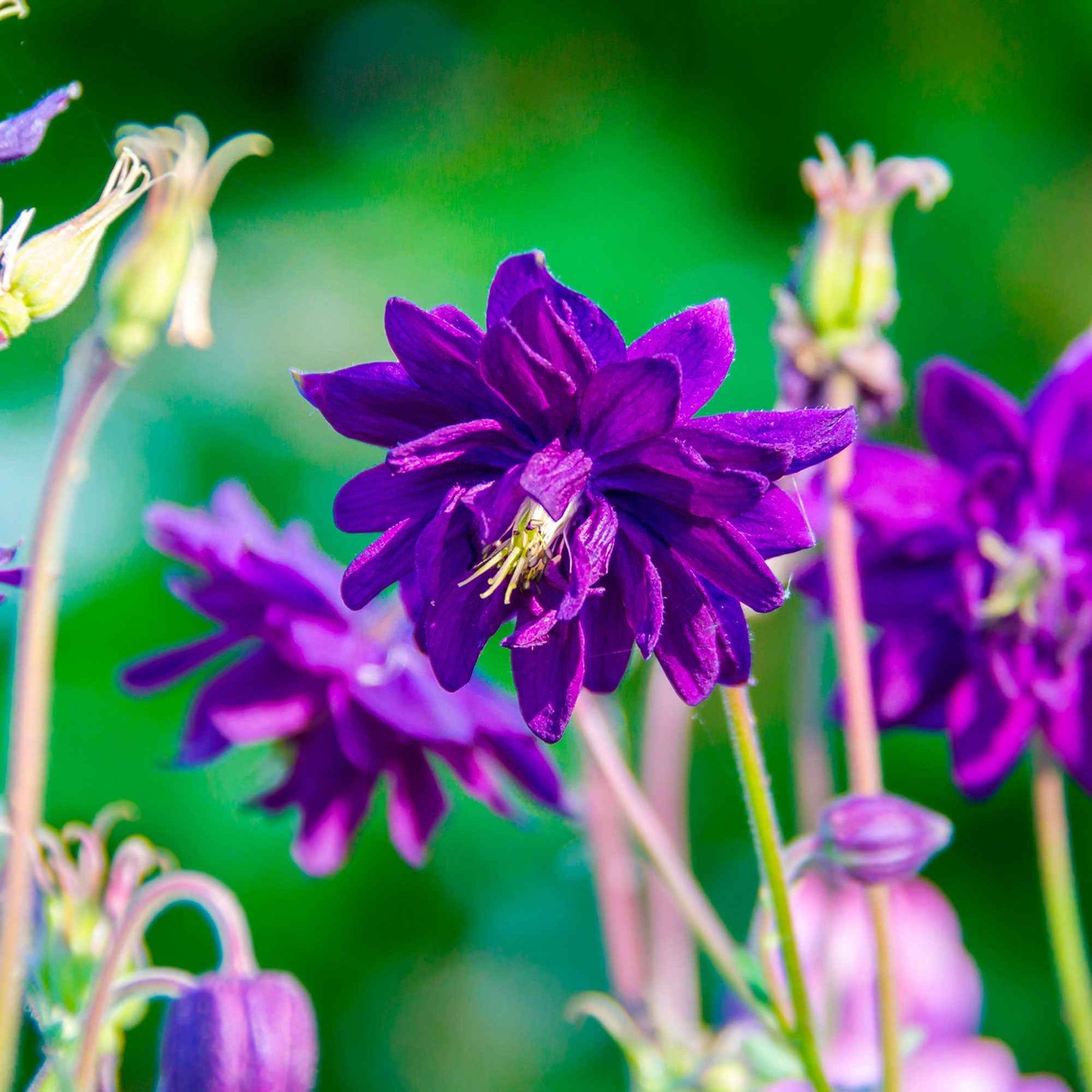 Vente Ancolie des jardins Blue Barlow - Aquilegia vulgaris Blue Barlow